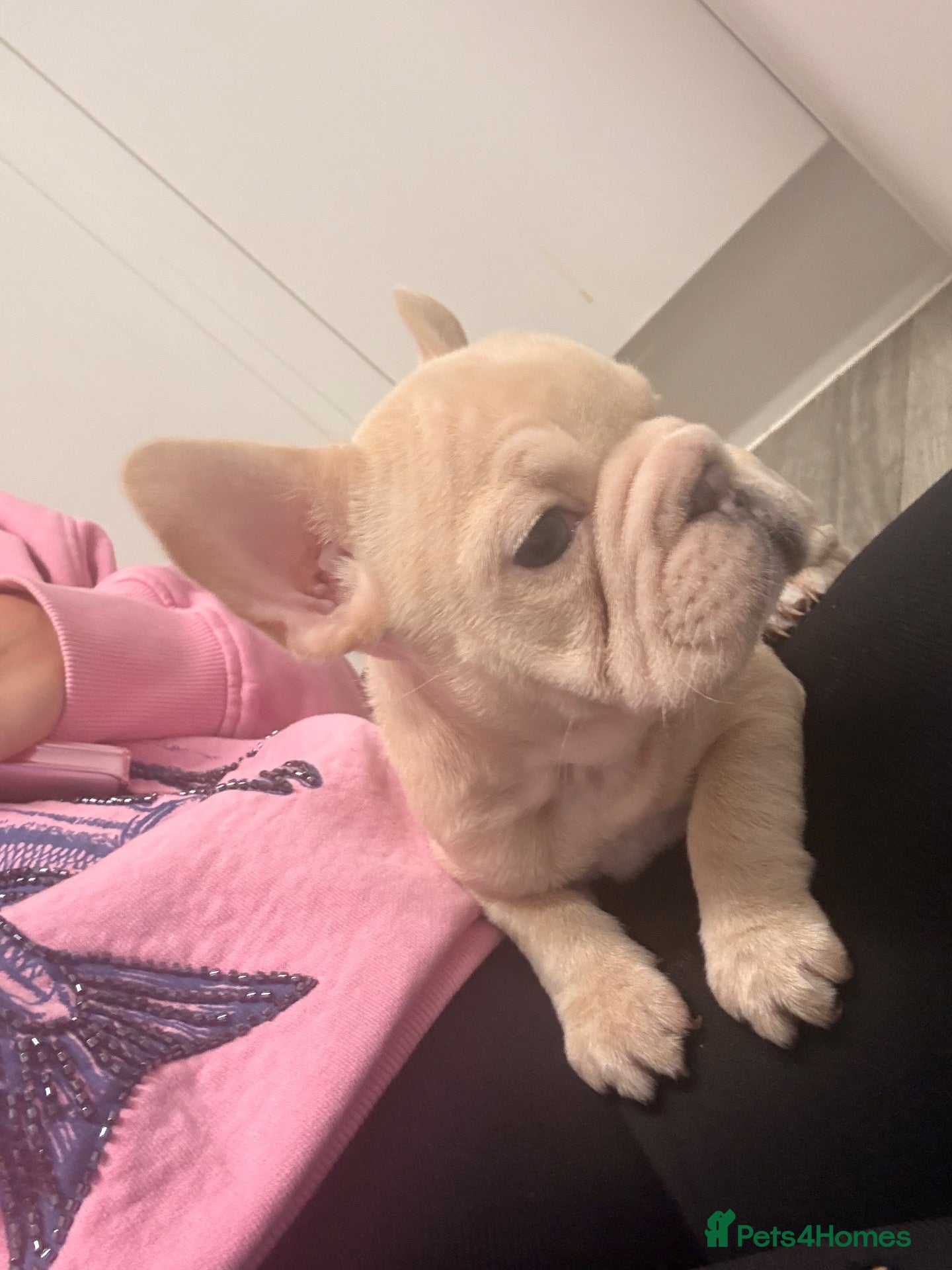 French Bulldog dogs 3 GIRLS LEFT ready now. KC Frenchies .  - Advert 2