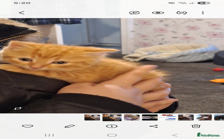 Mixed Breed cats - Advert 9