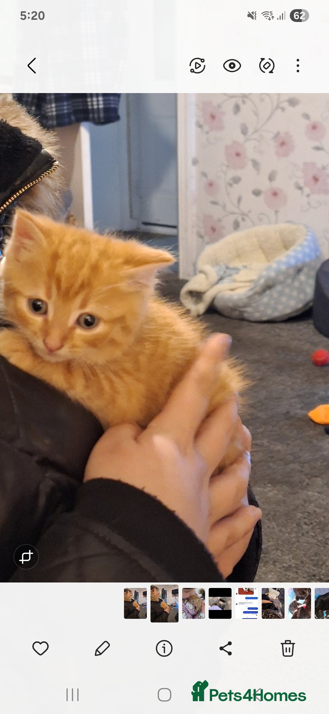 Mixed Breed cats for sale: 9 week old bby boy  - Image 1