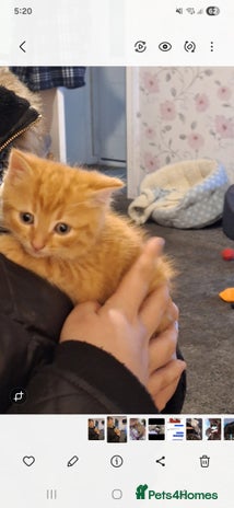 Mixed Breed cats - Advert 3