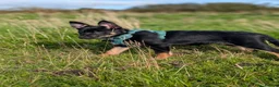 Mixed Breed dogs for sale: Kelpie x collie  - Advert 2