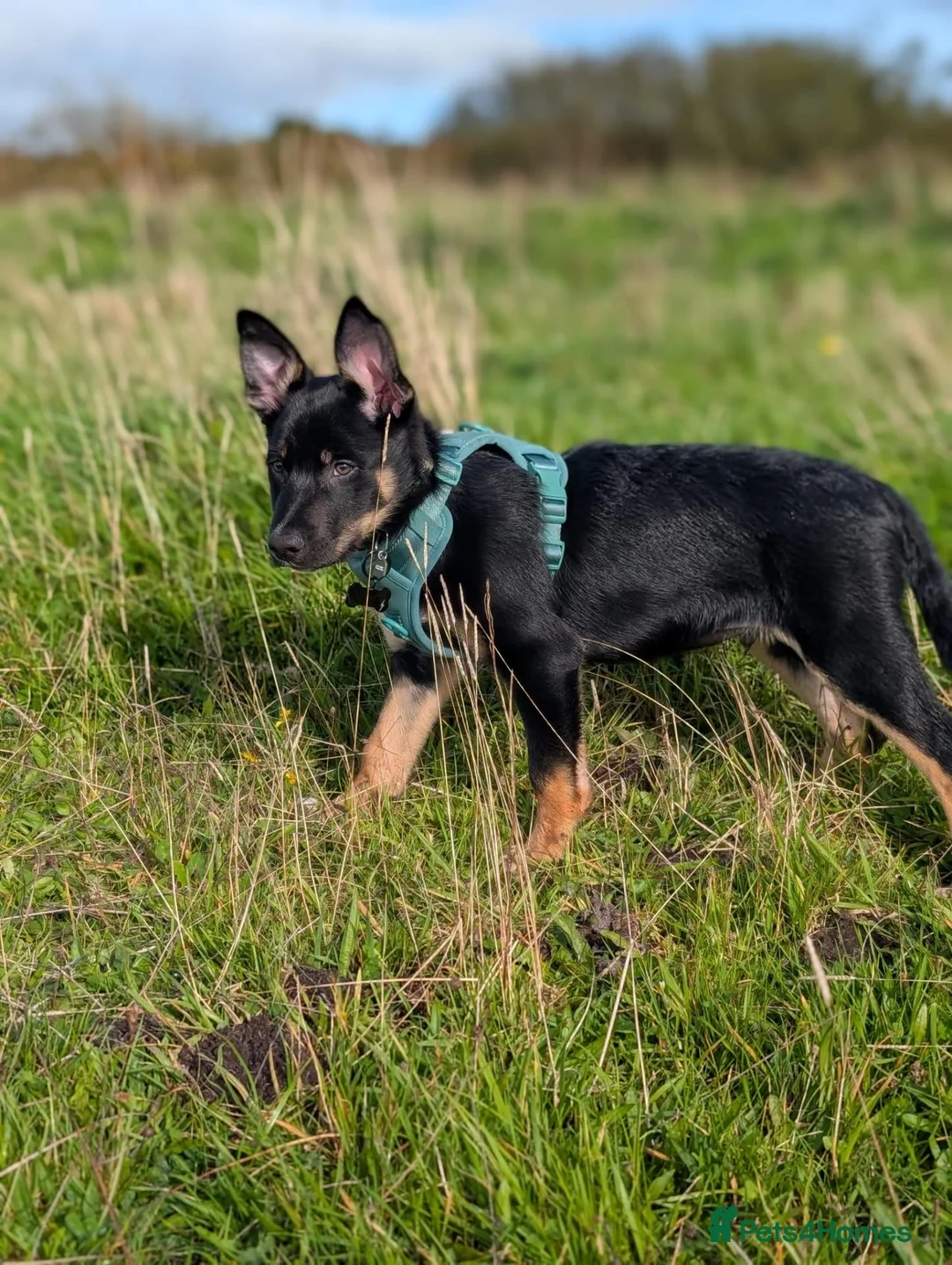 Mixed Breed dogs for sale: Kelpie x collie  - Advert 2