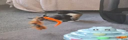 Mixed Breed cats for sale: 3 absolutely stunnimg kittens - Advert 6