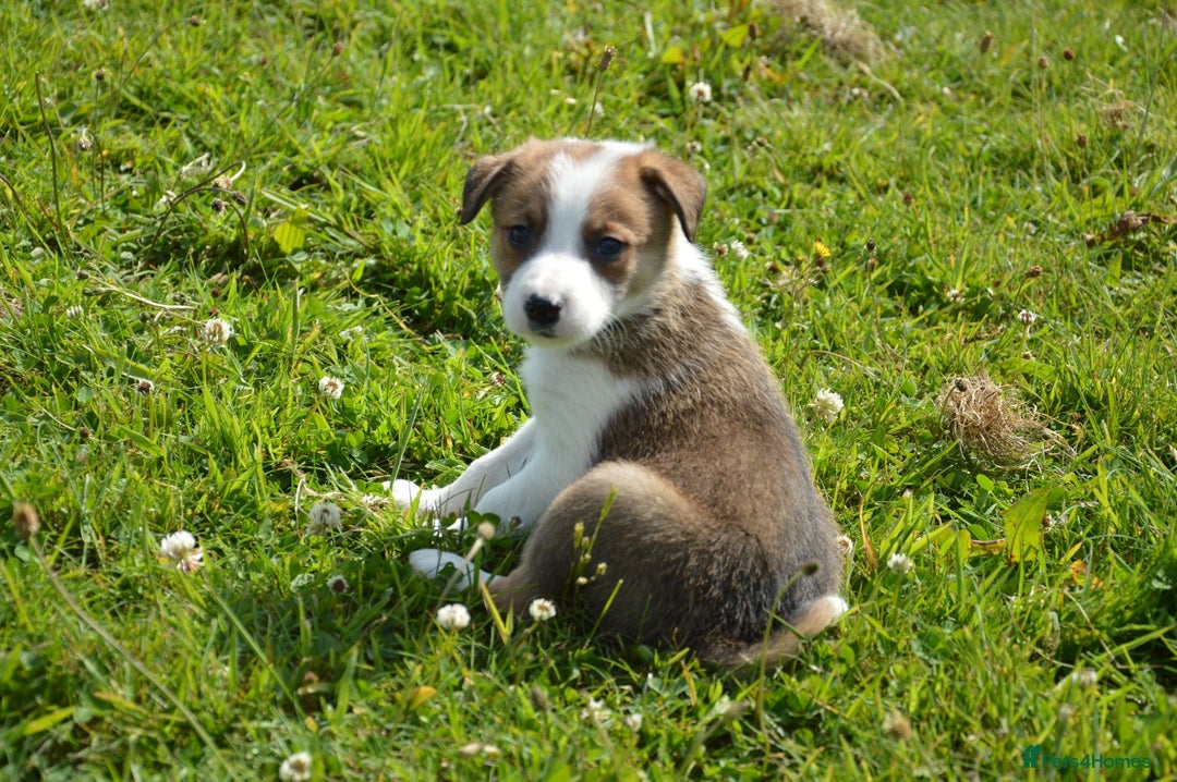 Mixed Breed dogs for sale: Beautiful Border Collie pups - Image 7