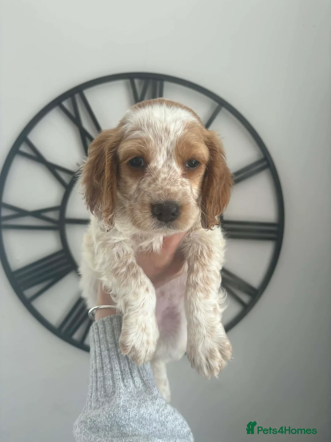 Sprocker dogs for sale: Female sprocker 💖 - Advert 5