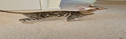 Bengal cats for sale: Stunning Pedigree Bengal Kittens - Advert 14