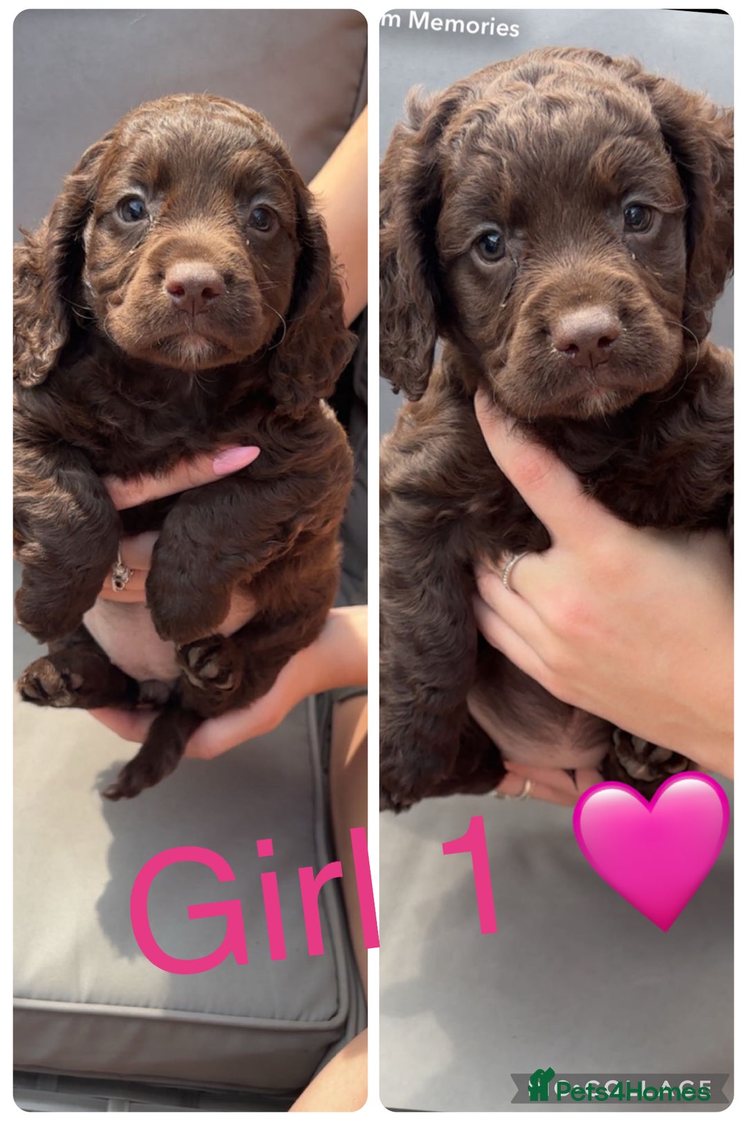 Cockapoo dogs for sale: Cockapoo puppies  - Image 4