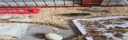 Quail poultry for sale: Button quail hatching eggs for sale  - Advert 7