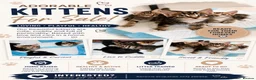 Mixed Breed cats for sale:  Kittens Looking for Loving Homes  - Advert 1