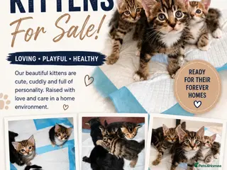 Mixed Breed cats Kittens Looking for Loving Homes - Advert 1