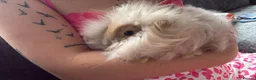 Angora rabbits for sale: 2 male English angora rabbits  in Oldham - Advert 2
