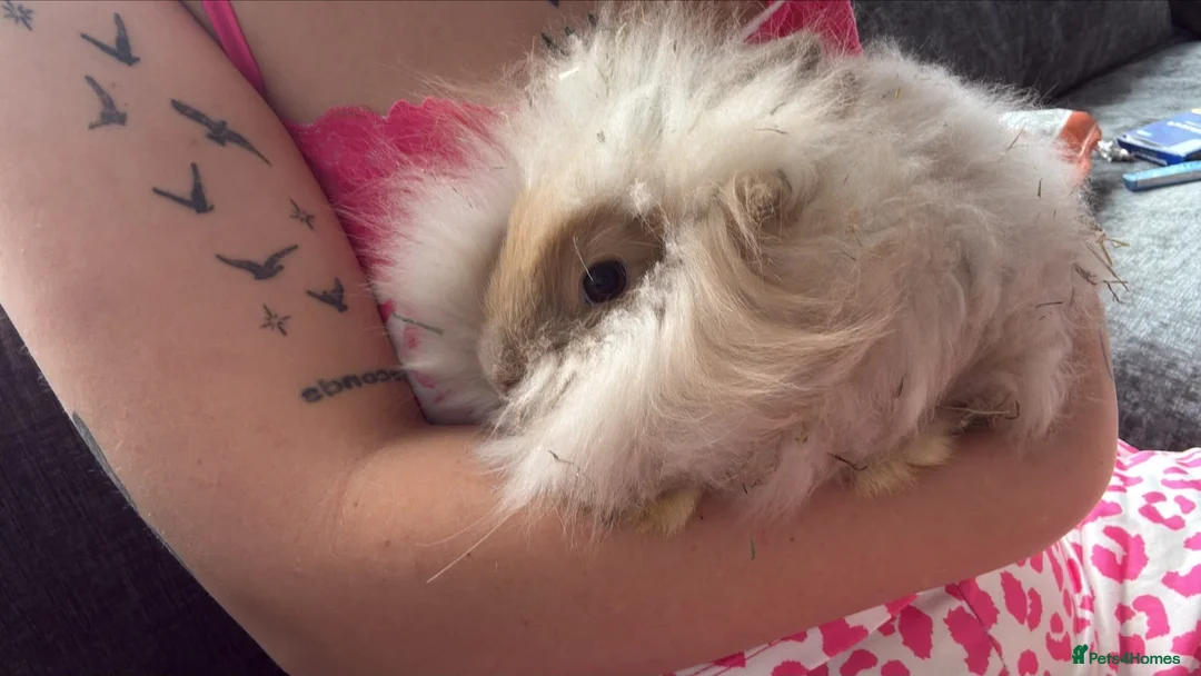 Angora rabbits for sale: 2 male English angora rabbits  in Oldham - Advert 2