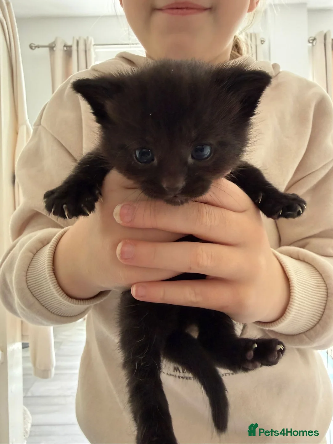 Domestic Shorthair cats for sale: 🐾 Adorable Kittens – Ready 11th May 🐾 - Advert 6