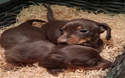 Miniature Dachshund dogs for sale: MINIATURE DASCHUND BOYS  - Advert 4