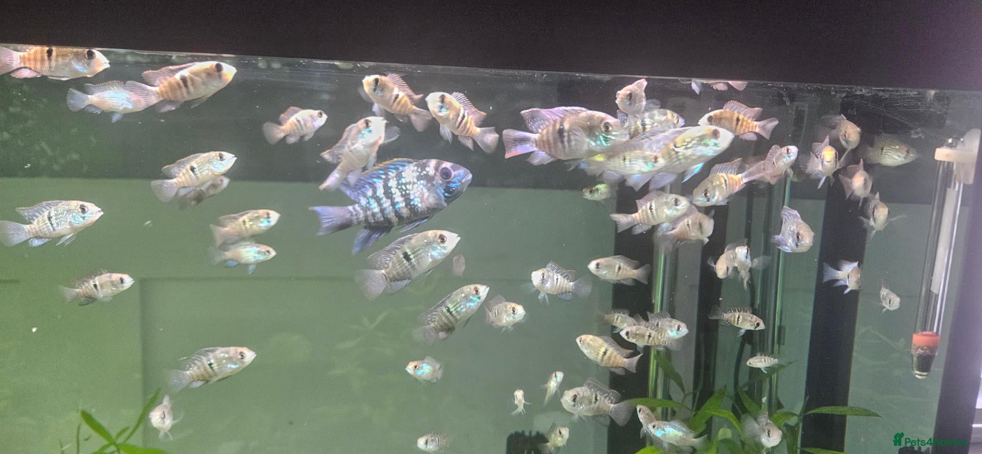 Cichlids fish Blue hybrid acara cichlid  - Advert 1