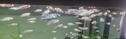 Cichlids fish for sale: Blue hybrid acara cichlid  in London - Advert 1