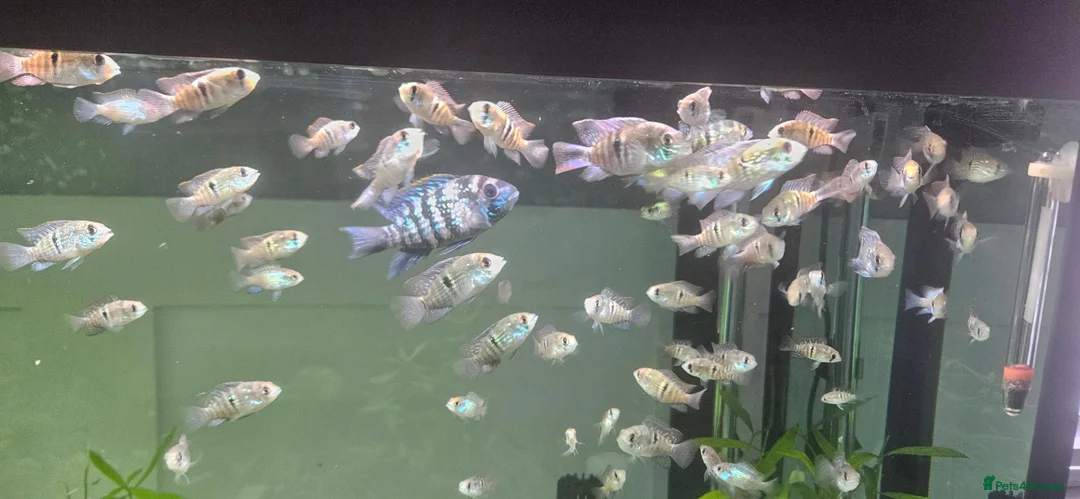 Cichlids fish for sale: Blue hybrid acara cichlid  in London - Advert 1