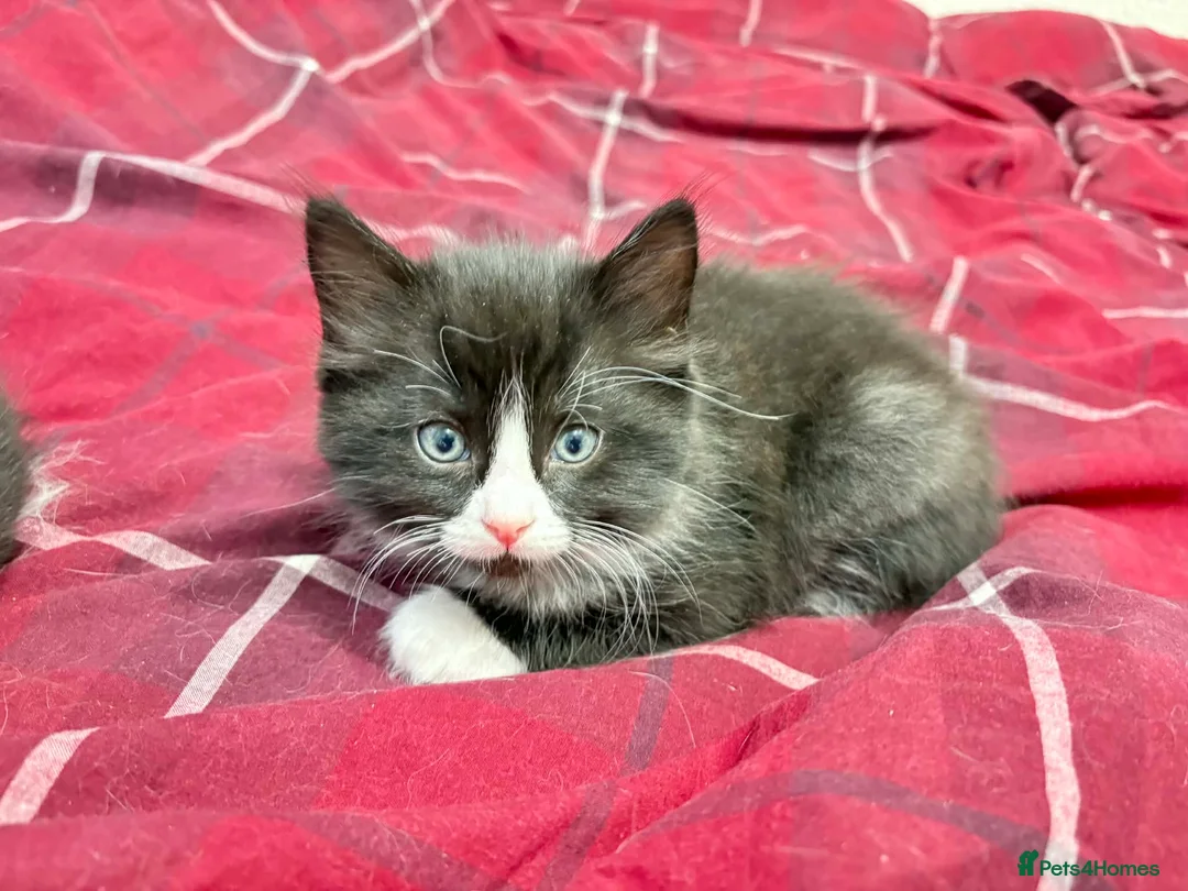 Ragdoll cats for sale: Ragdoll mix  - Advert 30