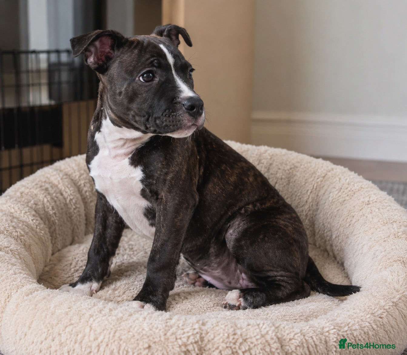 Staffordshire Bull Terrier dogs Staffy puppy - Advert 2