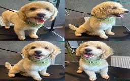 Mixed Breed dogs for sale: Poodle For Rehoming - Advert 4