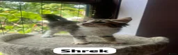 Mixed Breed cats for adoption: Rescue kitten Shrek needs a home of his own - Advert 1