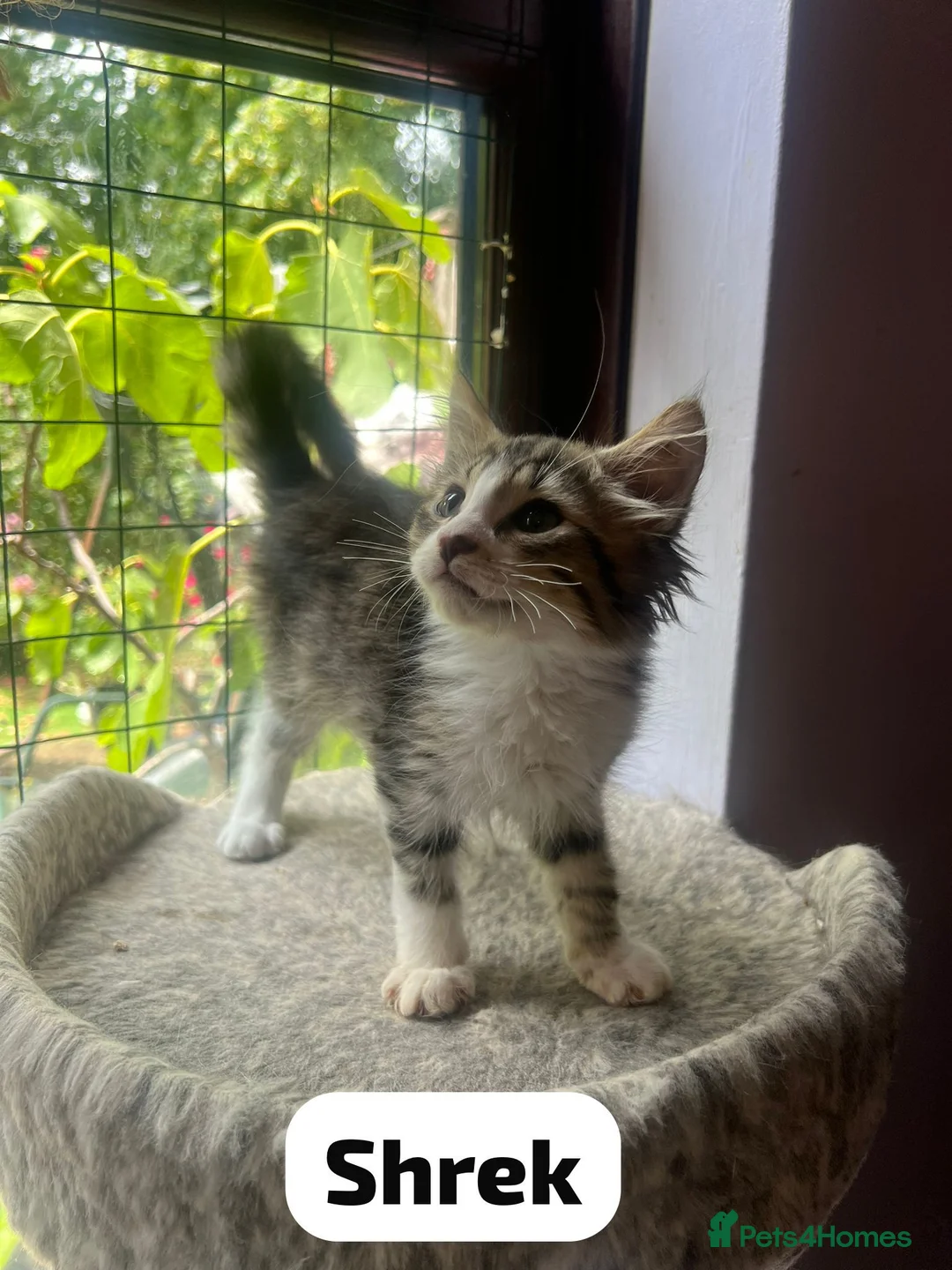 Mixed Breed cats for adoption: Rescue kitten Shrek needs a home of his own - Advert 1