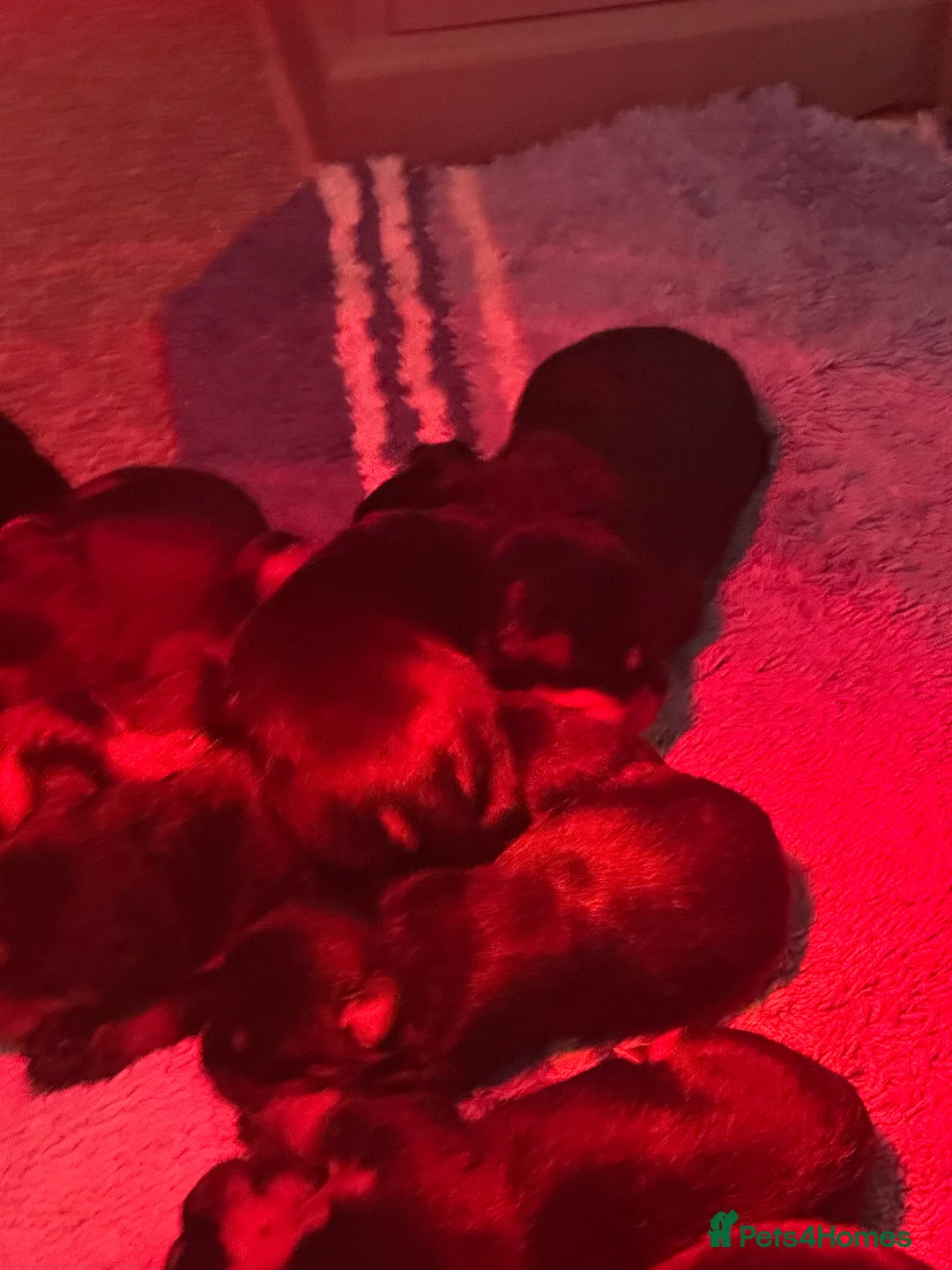 Rottweiler dogs for sale: Beautiful Rottweiler puppies  - Advert 23