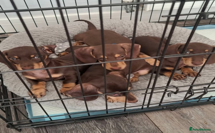 Dachshund dogs - Advert 2