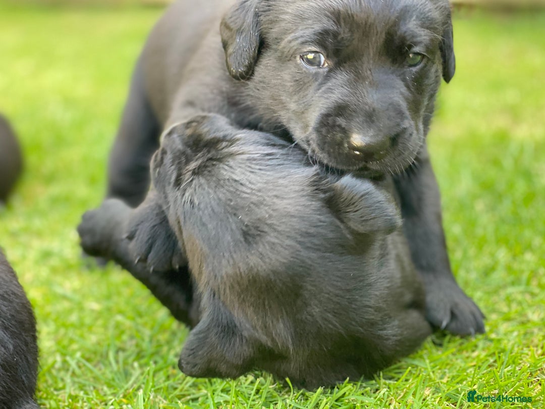 Labrador Retriever dogs for sale: Black Labrador puppies  - Image 3