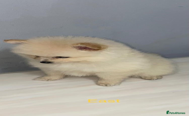Pomeranian dogs - Advert 13