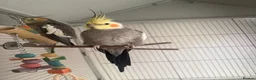 Cockatiels birds for sale: Bonded Pair of Cockatiels – Male & Female in Southall - Advert 1