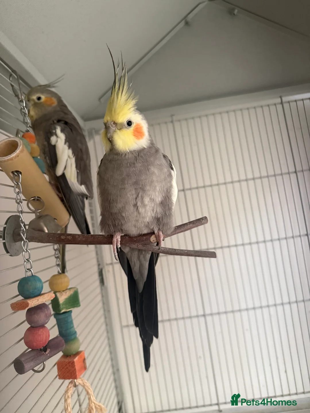 Cockatiels birds for sale: Bonded Pair of Cockatiels – Male & Female in Southall - Advert 1