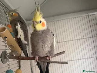 Cockatiels birds Bonded Pair of Cockatiels – Male & Female in Southall - Advert 15