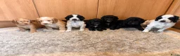 Cockapoo dogs for sale: 🏡Ready to leave cockerpoos 🐶🏡 in Marlborough - Advert 5