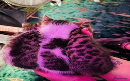 British Shorthair cats for sale: 2 male kittens ready for new homes  - Image 2