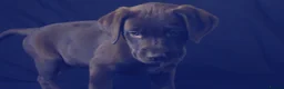 Labrador Retriever dogs for sale: Chocolate Labrador in Glasgow - Advert 11