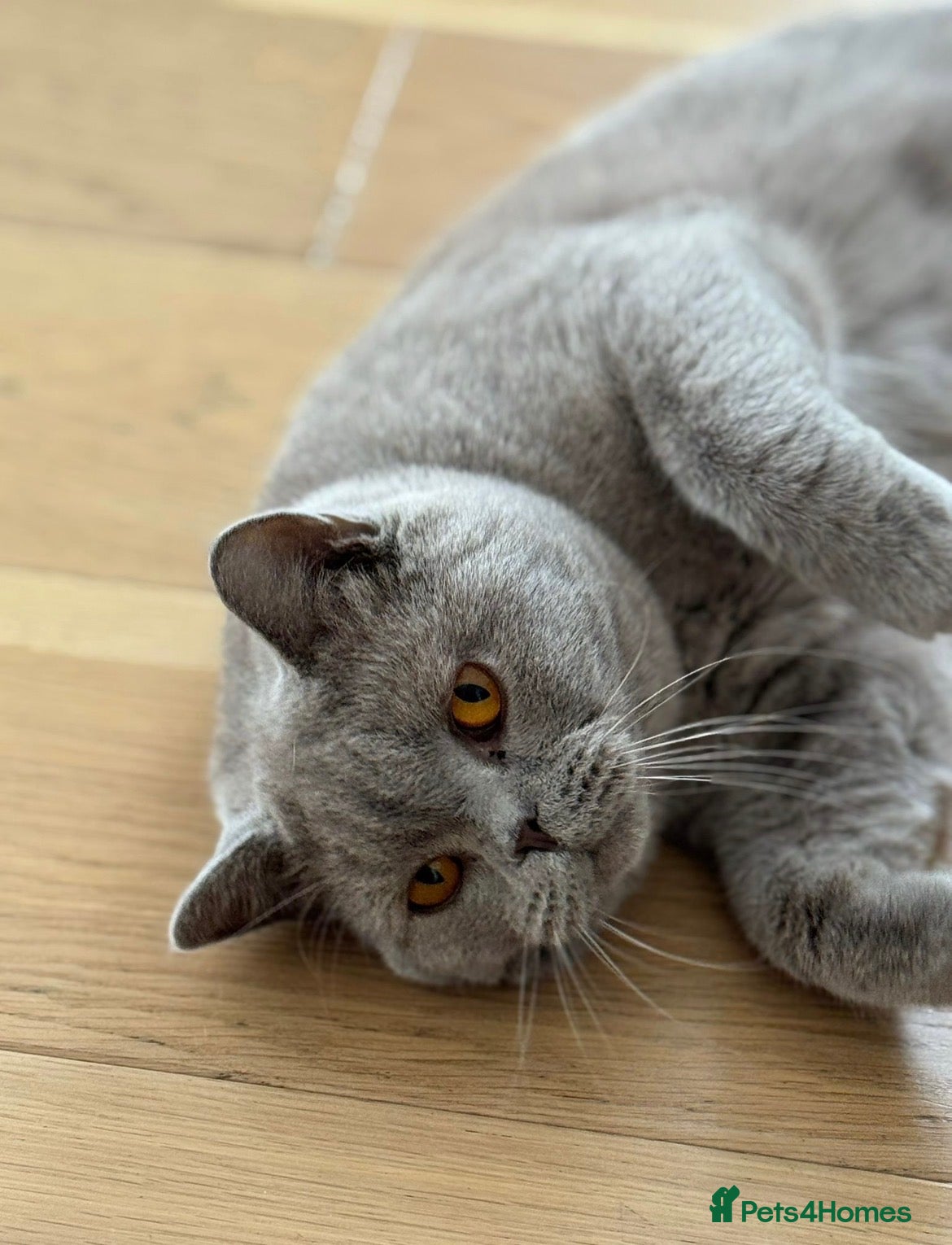 British Shorthair cats British Shorthair male cat – 2 years old neutered - Advert 7