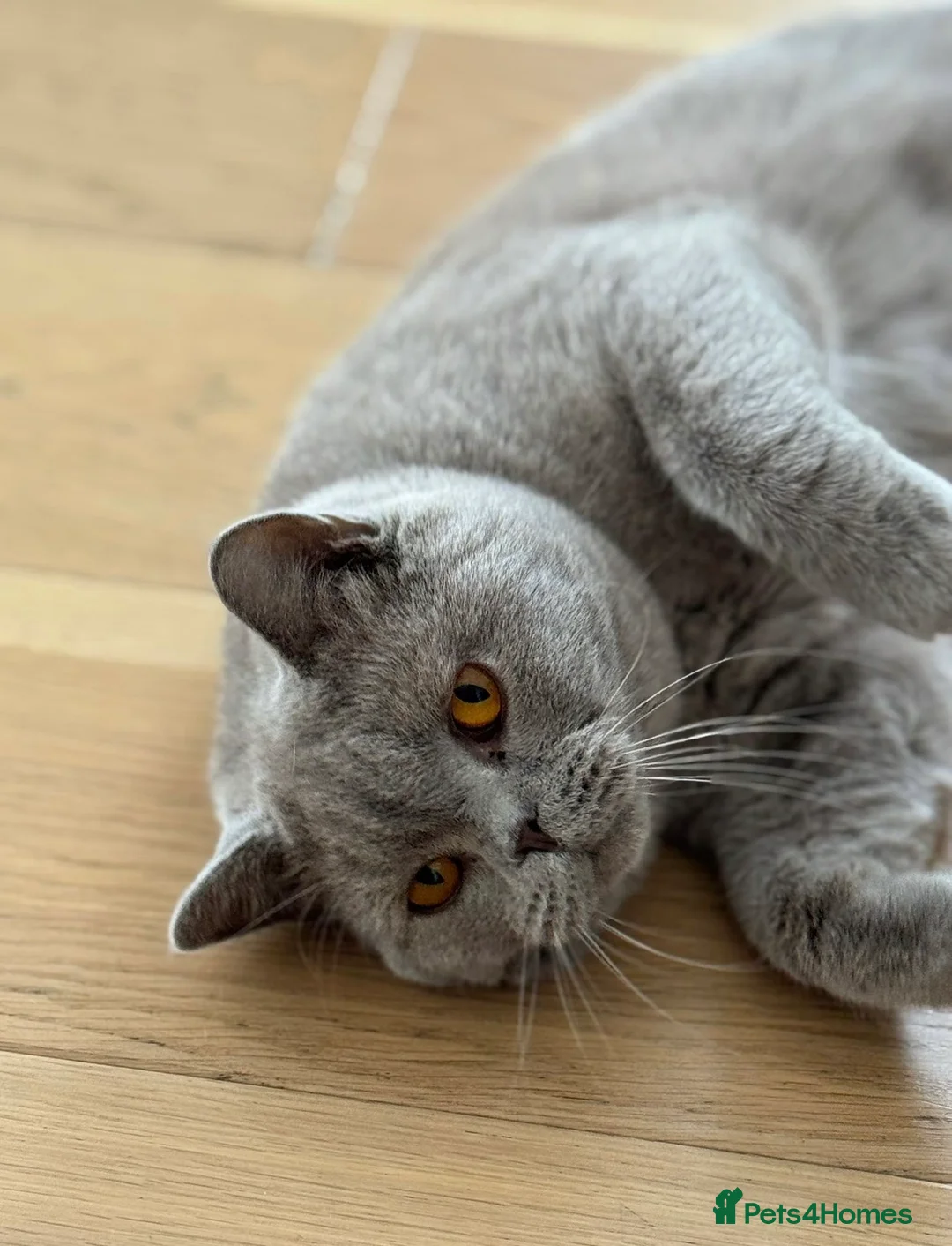 British Shorthair cats for sale: British Shorthair male cat – 2 years old neutered - Advert 1