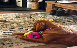 Mixed Breed dogs for sale: Stunning Golden Retriever / Irish Setter  - Image 4