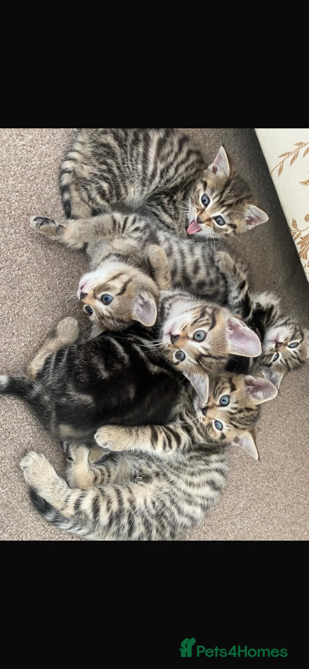 Mixed Breed cats for sale: 4 boy kittens and 1 girls  - Advert 9
