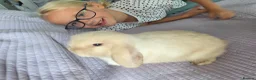 Mini Lop rabbits for sale: 🐰 Adorable Purebred Mini Lop Girl 💕 - Advert 4