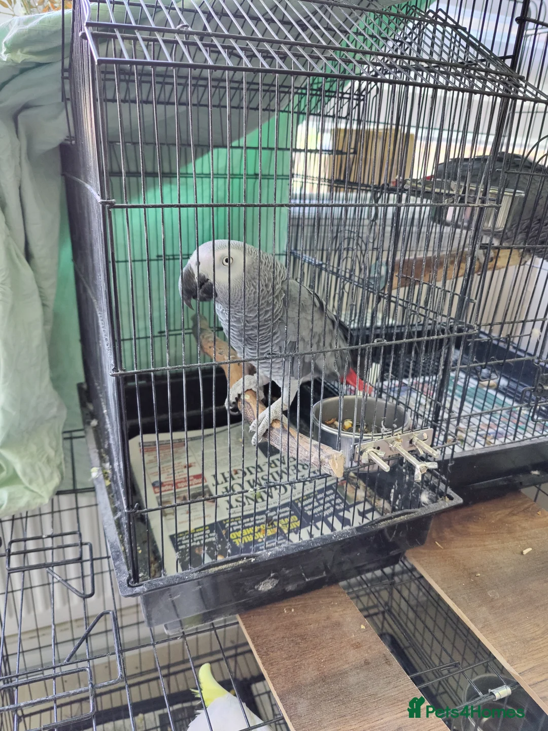 Parrots birds for sale: African Grey Female – Breeding Opportunity 🦜 in London - Advert 2