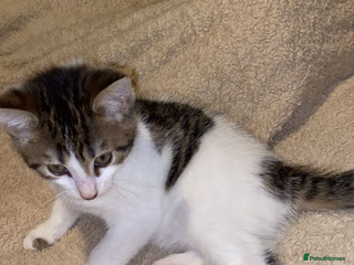 Domestic Shorthair cats - Advert 12