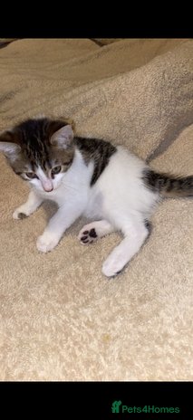 Domestic Shorthair cats - Advert 6