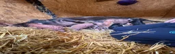 Pig livestock for sale: Miniature piglets-sandy & black/black spot - Advert 6