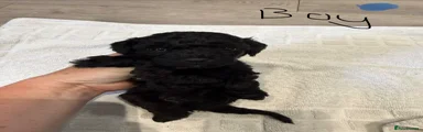 Cockapoo 4