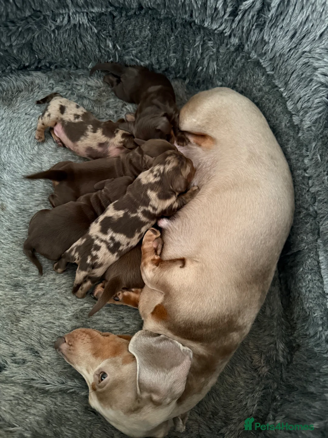 Miniature Dachshund dogs for sale: Quality long hair minature dachshund looking 🏡 - Advert 9