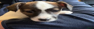 Jack Russell 2