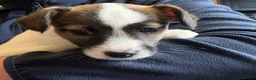 Jack Russell dogs for sale: Terrier Puppies - Advert 7