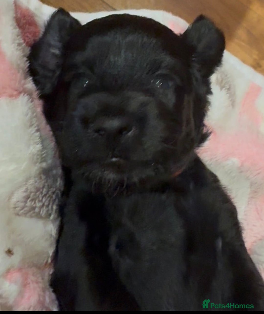 Cockapoo dogs for sale: Adorable F2 cockapoos - Advert 4